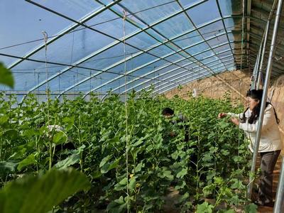 華池農(nóng)業(yè) 技術(shù)人員為設(shè)施蔬菜生產(chǎn)“開(kāi)良方”，科技助力綠色高效發(fā)展